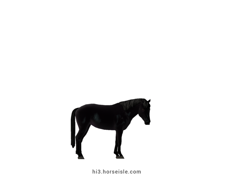 Timor Pony Ebony Black Coat